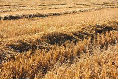 Full frame shot of stalks in field