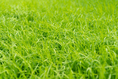 Full frame shot of green field