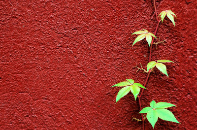 Close-up of green leaves against red wall