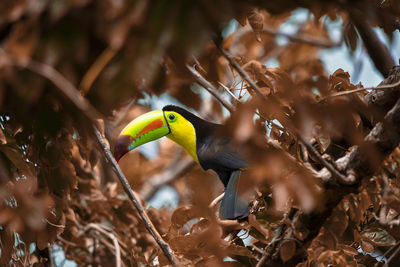 Low angle view of toucan perching on tree