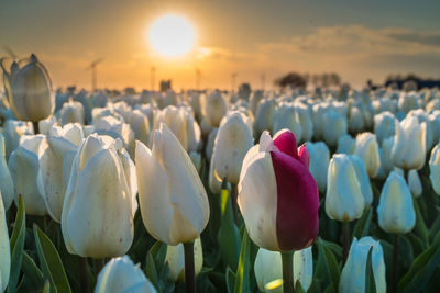 Close-up of white crocus flowers on land