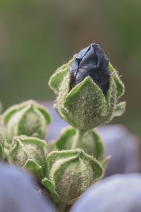 Close-up of green plant