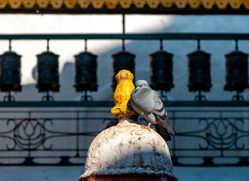 Bird perching on railing