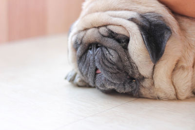 Close-up of a dog resting