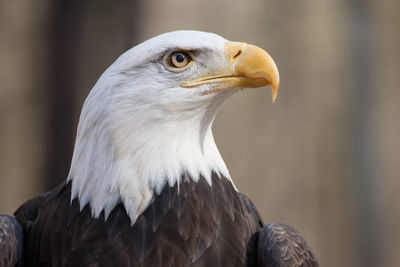 A portrait of an american bald eagle