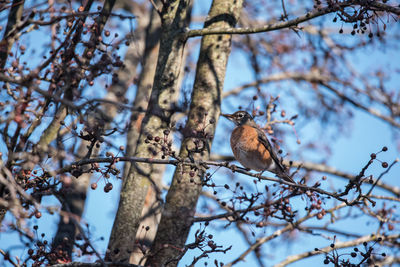 Low angle view of bird perching on tree