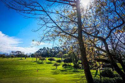 Trees on grassy field