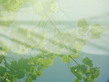 Close-up of leaves floating on lake