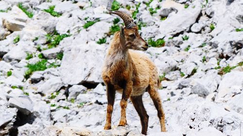 Ibex standing on rock field