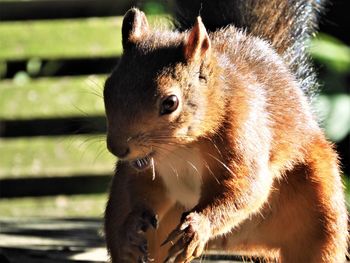 Close-up of squirrel