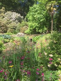 View of flowering plants in garden