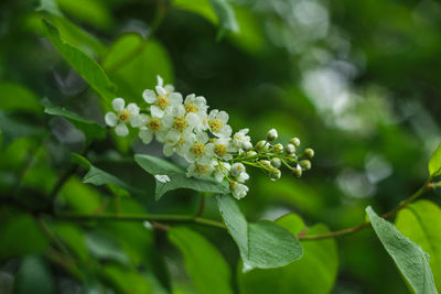 Close-up of white flowering plant