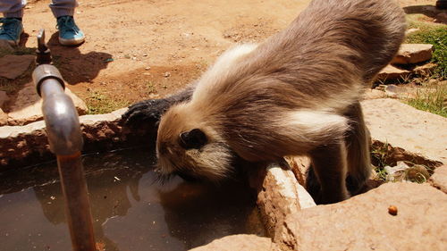 Close-up of water in zoo