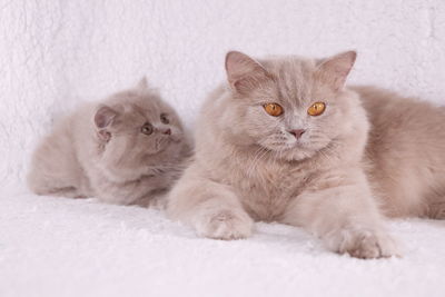 Close-up portrait of cats