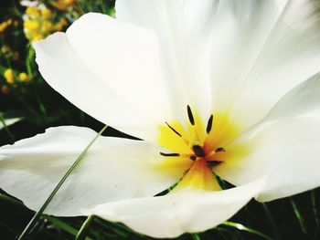 Close-up of flower blooming outdoors