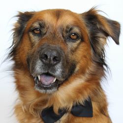 Close-up of a dog