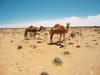 Horses standing on sand dune in desert against sky