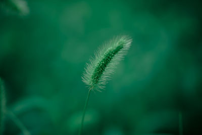 Close-up of fresh green plant