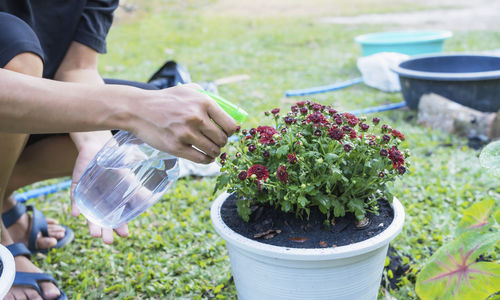 Midsection of man holding potted plant