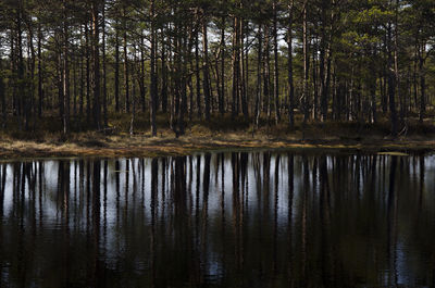 Reflection of trees in lake