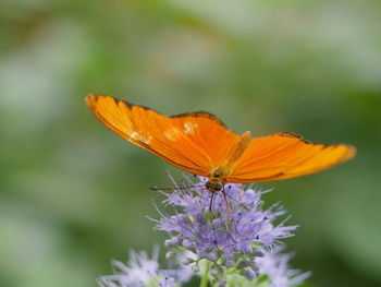 Close-up of butterfly perching on flower