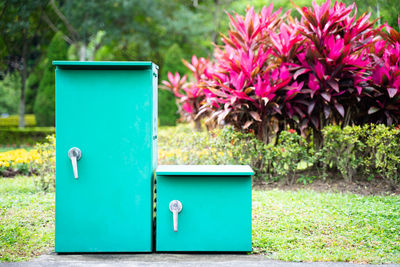 Close-up of red flower