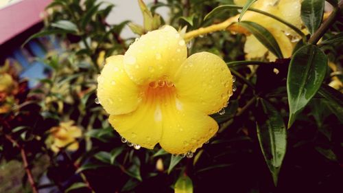 Close-up of wet yellow flower blooming outdoors