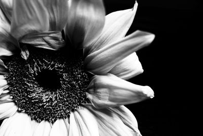 Close-up of flower against black background