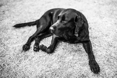 Dog relaxing on field