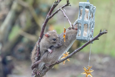 Close-up of squirrel on tree