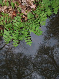 Close-up of plants against trees