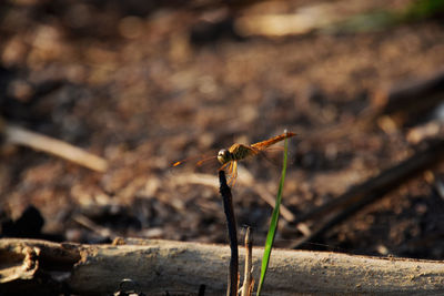 Close-up of insect on twig land