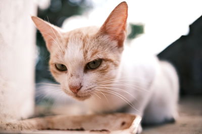 Close-up of cat eating