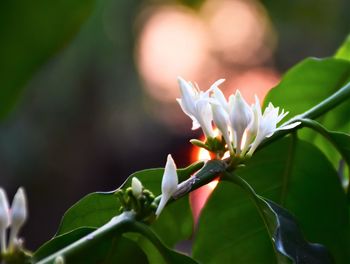 Close-up of flowering plant