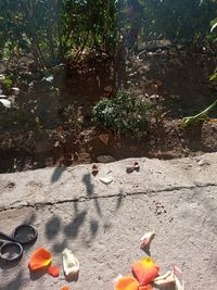 High angle view of berries on footpath