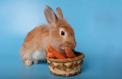 Close-up of a eating food against blue background