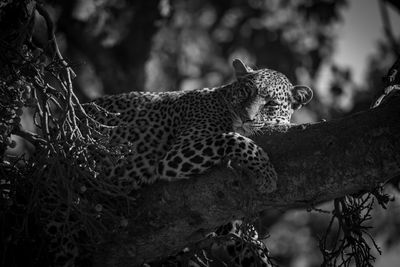 Mono leopard falling asleep on tree branch