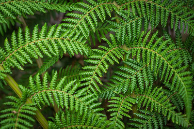 Full frame shot of fern leaves