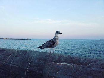 Bird perching on sea against sky