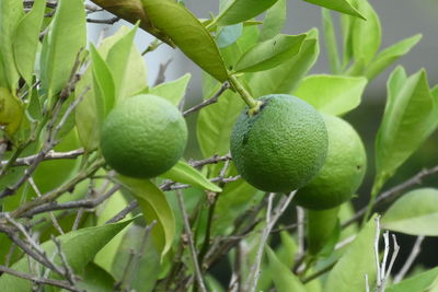 Close-up of fruits growing on tree