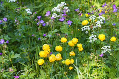Close-up of yellow flowering plants on field
