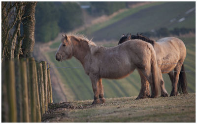 Horse standing in a farm