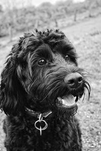 Close-up portrait of a dog