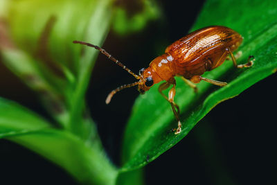 Close-up of insect on leaf