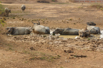 Sheep on ground