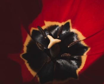 Close-up of red flower