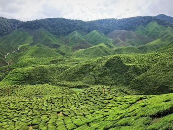 Scenic view of agricultural field against sky