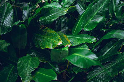 Full frame shot of wet leaves