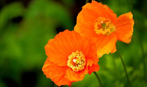 Close-up of orange poppy blooming outdoors