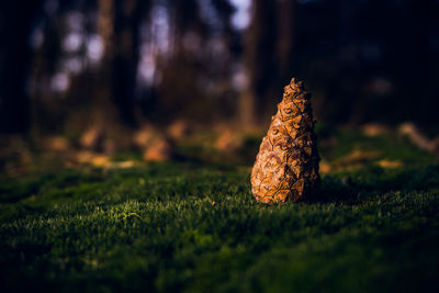 Close-up of a cone on the moss